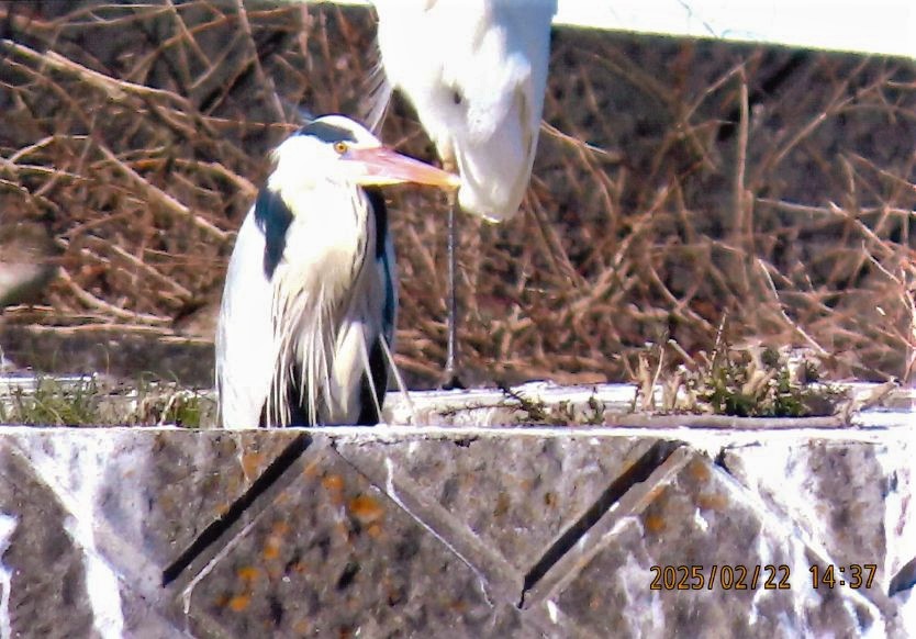 婚姻色のアオサギ