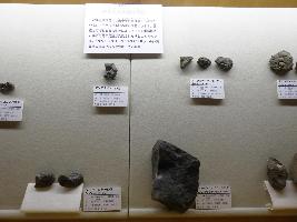 群馬県産の化石の写真