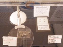 カタスミエンシスと名付けられた腕足動物の化石のコーナー