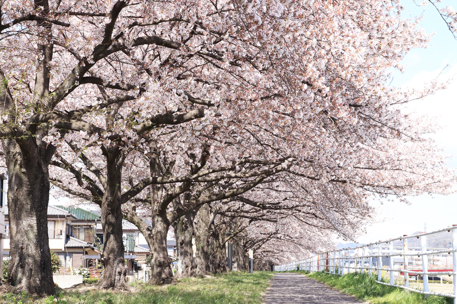 秋山川付近の桜の写真