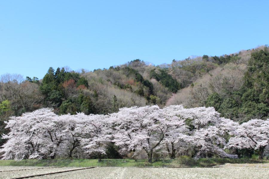 佐柄見の桜の写真