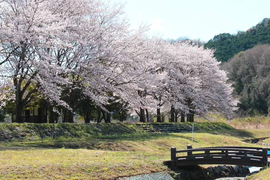 牧親水公園の桜の写真