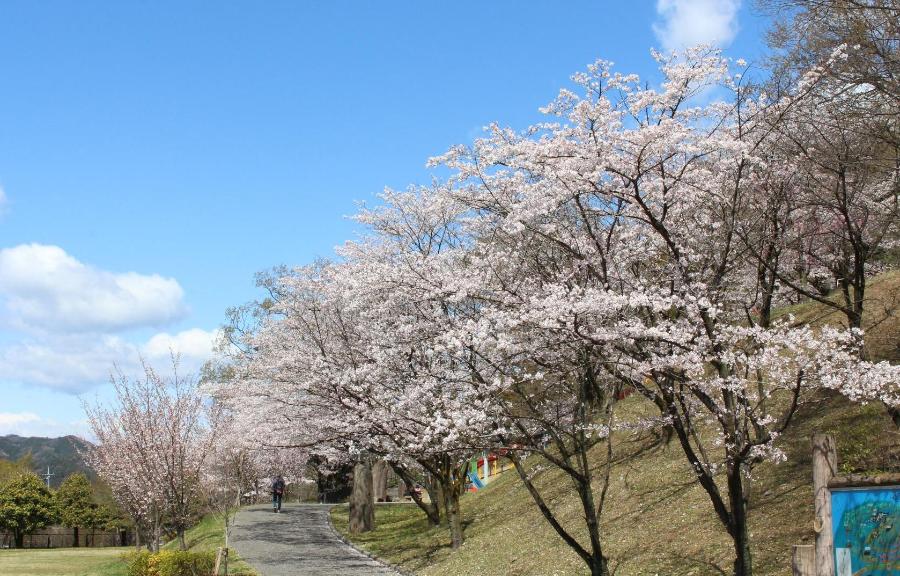嘉多山公園の桜の写真