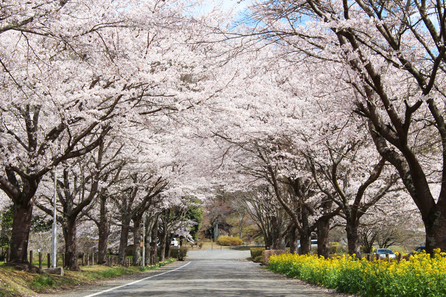根古屋森林公園の桜の写真