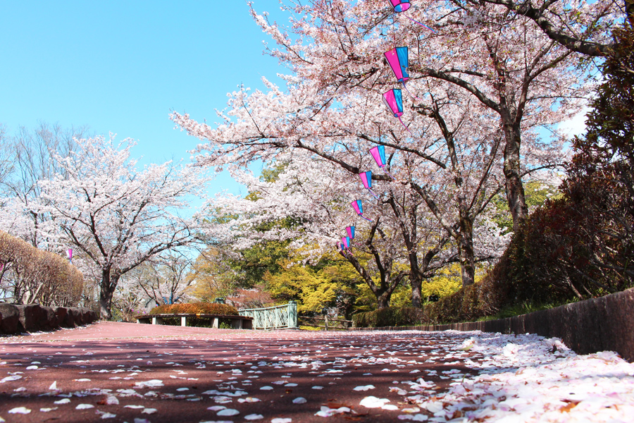 城山公園の桜の写真