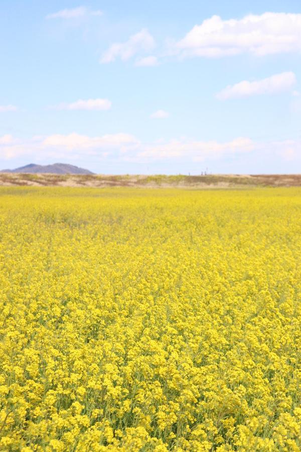 渡良瀬川付近の菜の花の写真