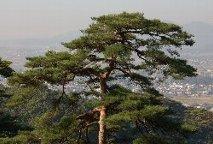 天高くそびえる力強い松の木の写真
