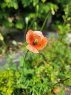 ナガミヒナゲシ1