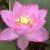 ピンクの蓮の花の写真