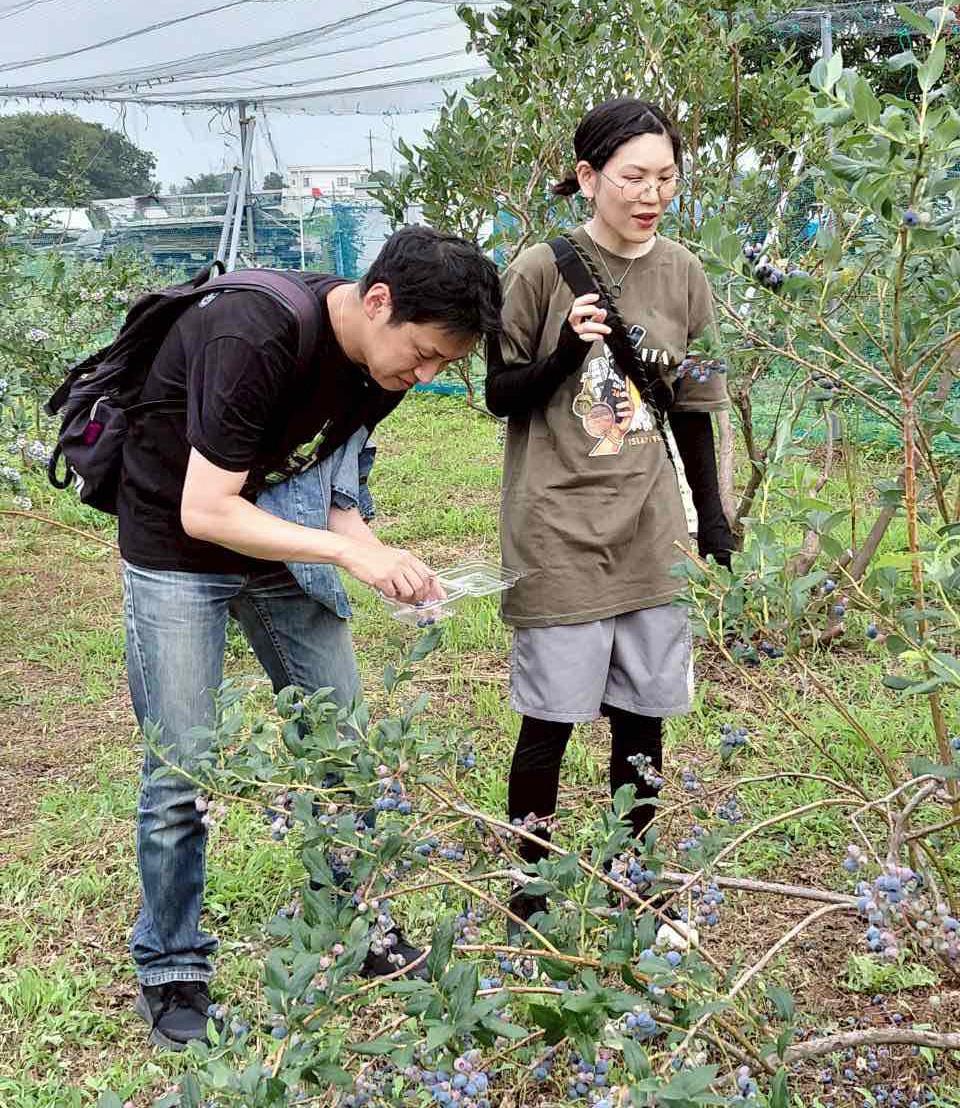 ブルーブリーを摘んでいるところ