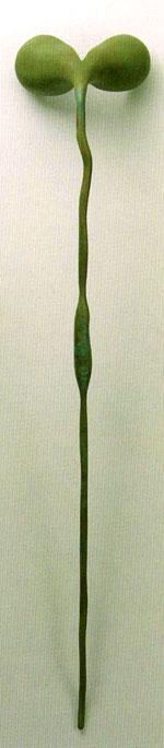 緑色の双葉の茎が伸びているような作品の写真