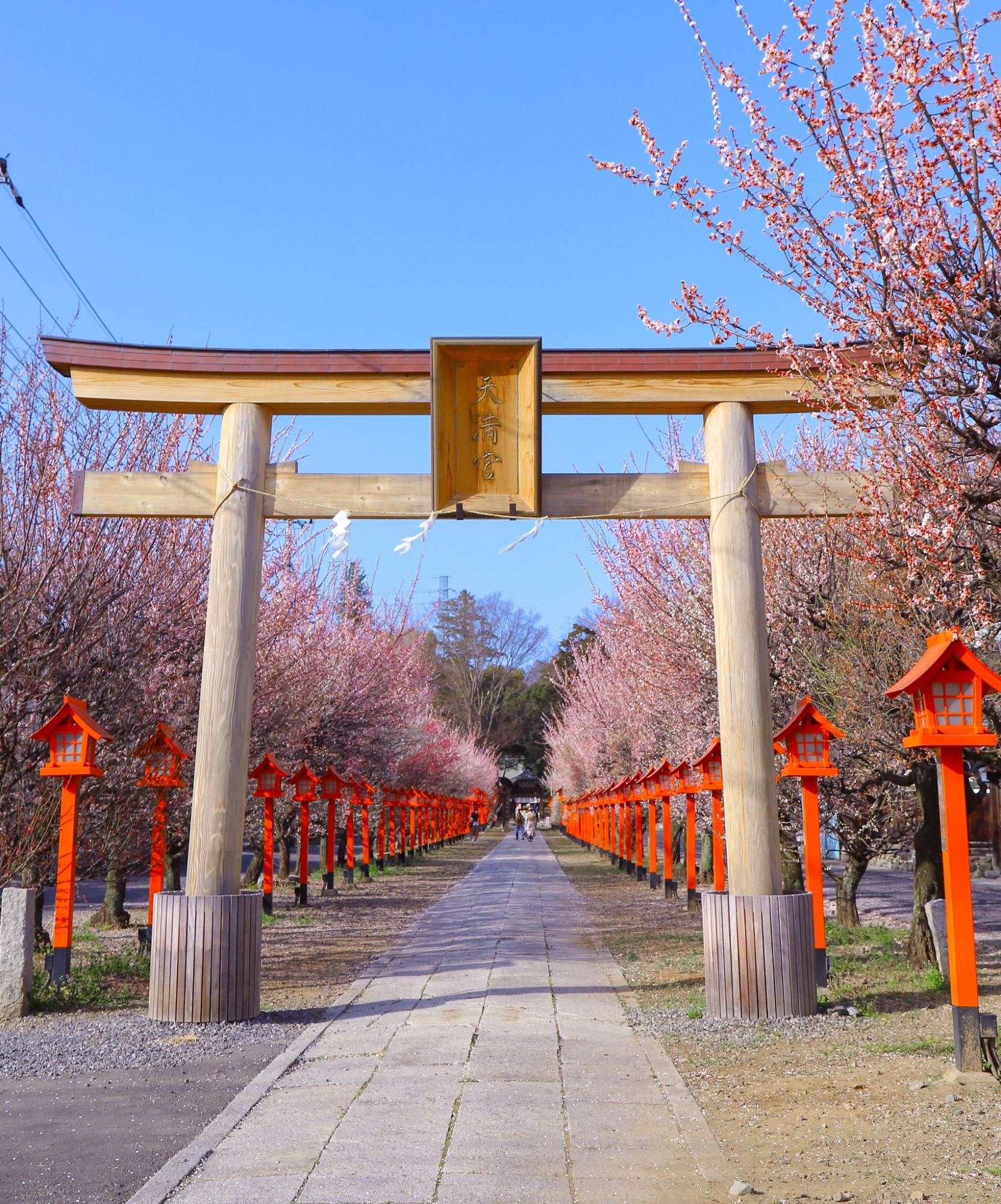 梅の花が満開の朝日森天満宮