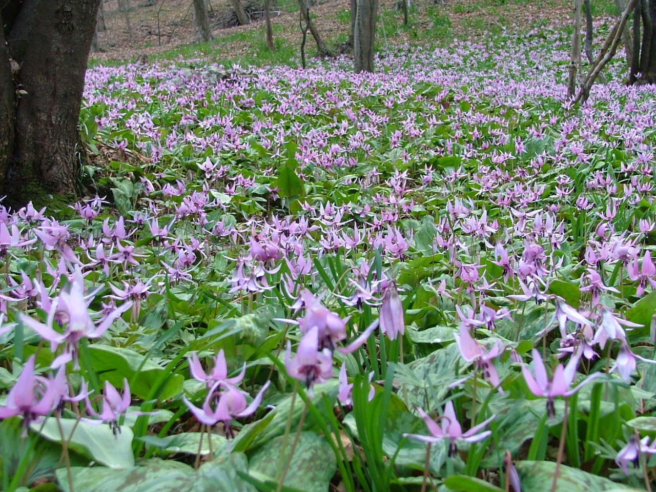 薄紫色に咲き誇るカタクリの花