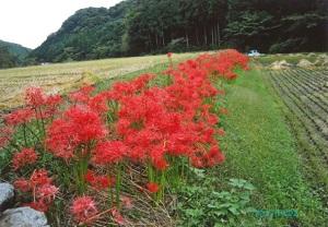 両脇に田んぼがあり、真ん中に真っ赤なヒガンバナがずっと向こうまで咲いている写真
