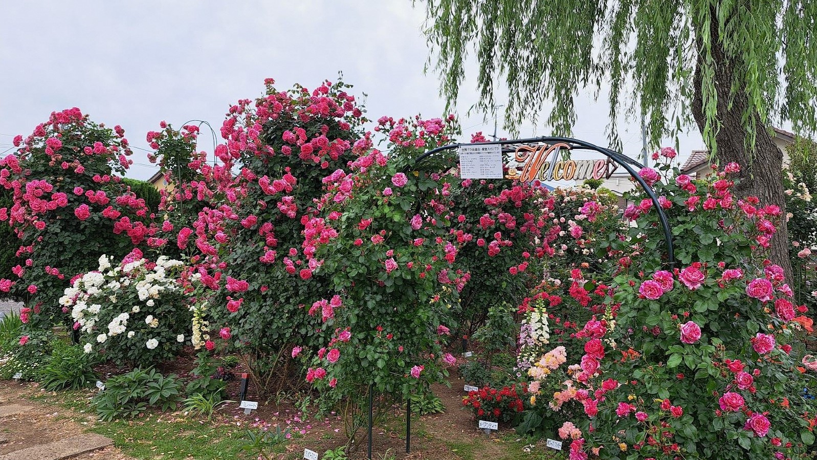 米山南町会 花づくり俱楽部