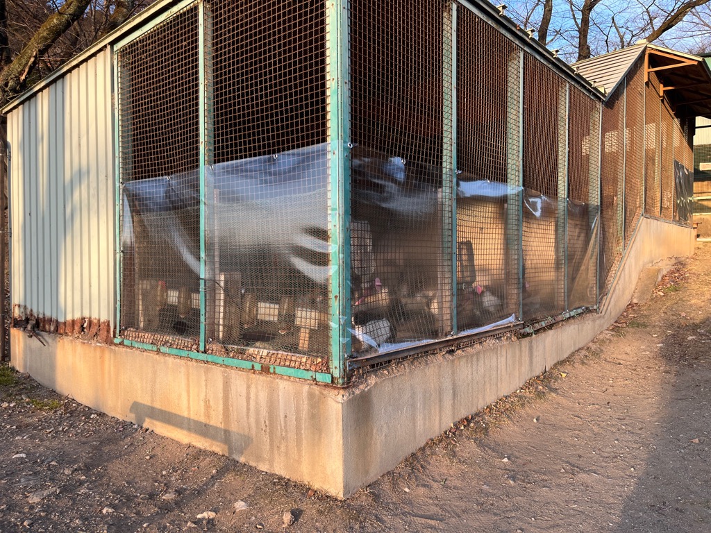 令和7年12月23日  うさぎ小屋に防寒用のシートを設置しました。