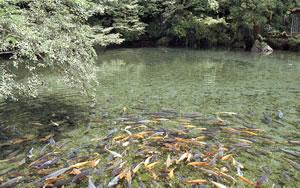 透明な水の池の中で黒、白、オレンジ色の鯉やマスが泳いでいる写真