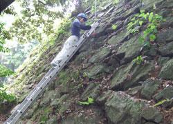 石垣に梯子をたてかけ石垣の状態を観察している調査員の写真