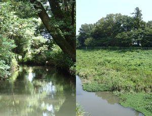 左側に椿田城跡西側の水掘の上に木々が生い茂っている写真、右側に草が生えた水堀とその向こうに森のような木々がある、南西からみた椿田城跡の写真