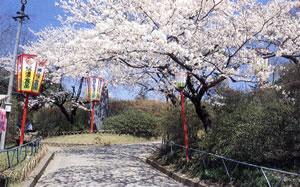 道沿いに満開の桜の木が一本と灯籠が3本立っている城山公園の写真
