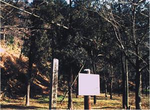 和白檀の木が群がってたくさん生えて生えている林に看板が立っている写真