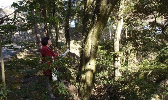 木々の生い茂る山の中で一本の木を眺め樹木の状態を調査している調査員の写真