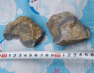 7センチほどの化石2個とメジャーの写真