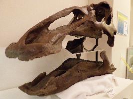 エドモントサウルスの頭骨の写真