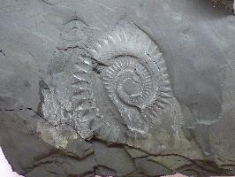 ヘリコプリオンの化石の写真