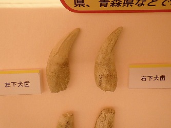 佐野市産出のトラの犬歯の化石の写真
