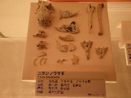 佐野市産出のウサギの化石の写真