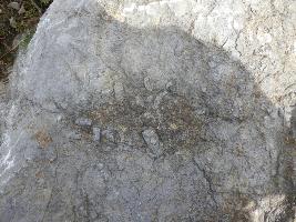 露出した川底の石灰岩に入っているウミユリ化石