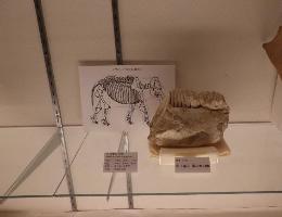 佐野市産出の竜骨といわれた化石の写真