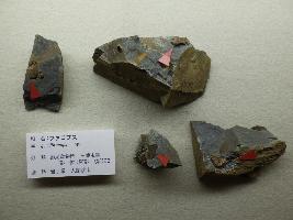 岩手県産の三葉虫化石の写真