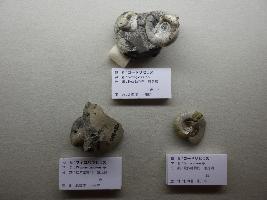 北海道産アンモナイトの化石
