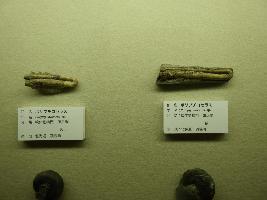 北海道産の異常巻きアンモナイトの化石