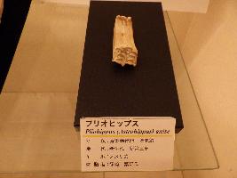 プリオヒップスの歯の化石