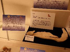 現生のウマの骨