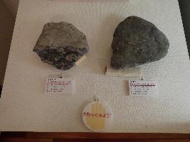 触れる化石の写真