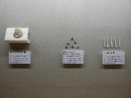 茨城県産の化石の写真