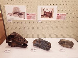 古生代最後の単弓類の頭骨の化石が並んだ写真