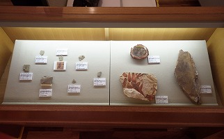 古生代の虫や植物の化石が並んだ写真