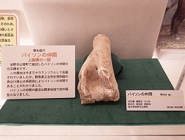 佐野市産出のバイソンの化石の写真