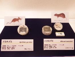 佐野市産出のネズミの化石の写真