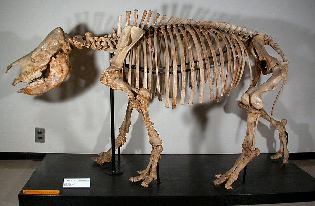 佐野市会沢町から産出したニッポンサイの骨格復元標本です。