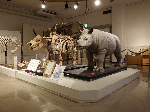 ニッポンサイの幼獣の生態復元模型と全身骨格復元模型の写真