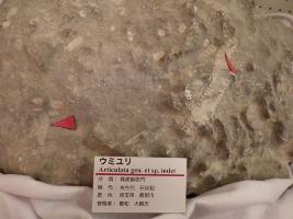 埼玉県産の古生代ペルム紀のウミユリの化石