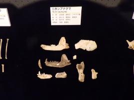 佐野市産の新生代の動物化石の写真