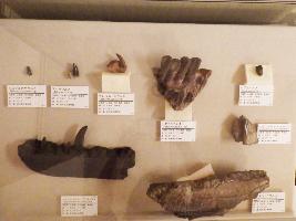 中生代の恐竜の歯の化石