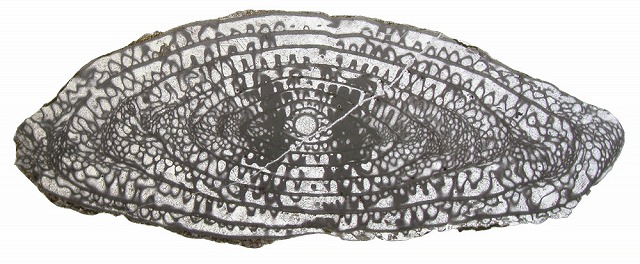 フズリナ化石の薄片写真です。（化石を薄くスライスして顕微鏡で観察した写真です。楕円形の中にレースのような模様があります。)